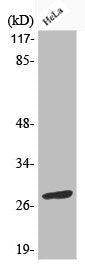 Phospho-BCL2 (S70) Antibody
