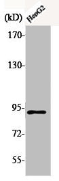 Phospho-CTNNB1 (T41/S45) Antibody