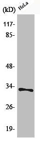 Phospho-CDK1 (T161) Antibody