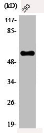 Phospho-MYC (T58) Antibody