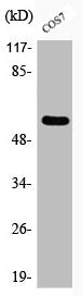Phospho-SRC (Y529) Antibody