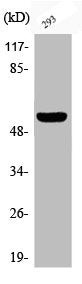 Phospho-DOK1 (Y362) Antibody