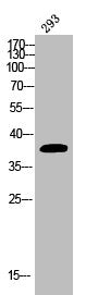 Phospho-EIF2S1 (S51) Antibody