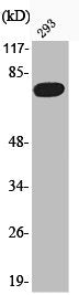 Phospho-FOXO1 (S319) Antibody
