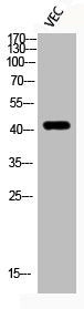 Phospho-HDAC8 (S39) Antibody
