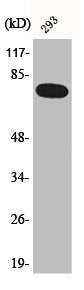 Phospho-RELA (S468) Antibody