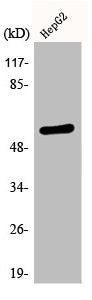 Phospho-SMAD2 (S467) Antibody