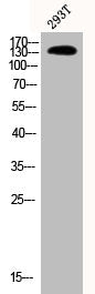 Phospho-PLCB3 (S537) Antibody