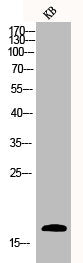 CASP3 Antibody