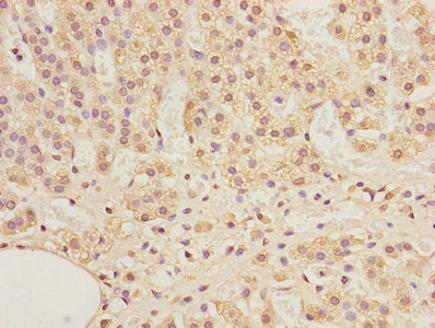 ADAMDEC1 Antibody