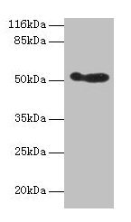 ALDH3A1 Antibody