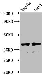 AMBP Antibody