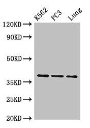 Anxa1 Antibody, HRP conjugated