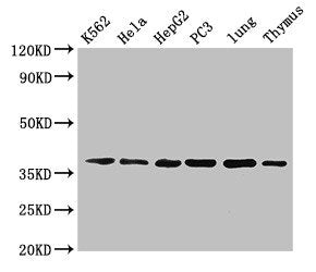 Anxa1 Antibody, Biotin conjugated