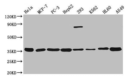 ANXA5 Antibody