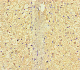 AP3M2 Antibody