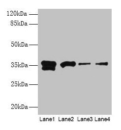 APEX1 Antibody