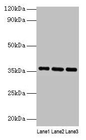 Apoe Antibody