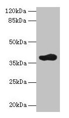 ARFIP2 Antibody