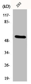 KRT8 Antibody