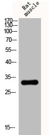 PPP1R1B Antibody