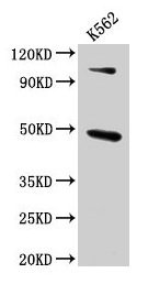 ARRB1 Antibody