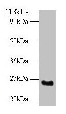 SRSF9 Antibody