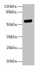 ARSG Antibody
