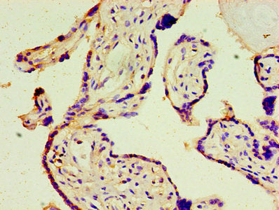 ATF3 Antibody