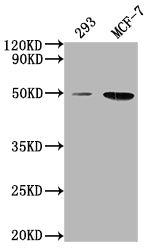 ATF4 Antibody
