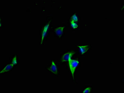 ATP2C2 Antibody