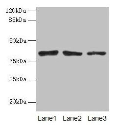 ATP6AP2 Antibody