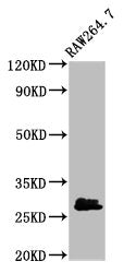 BCL2L1 Antibody