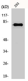 GAS6 Antibody