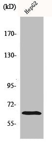 ICAM1 Antibody