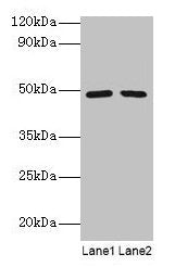 DDX39B Antibody