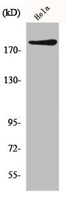 IQGAP1 Antibody