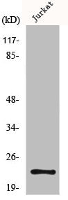 MGMT Antibody