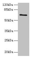 HEATR9 Antibody