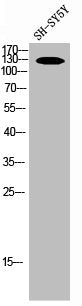 NOS2 Antibody