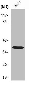 NPM1 Antibody