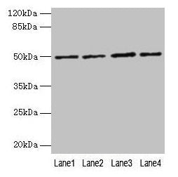 EVA1C Antibody