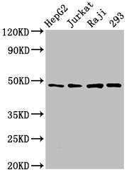 EIF4A2 Antibody