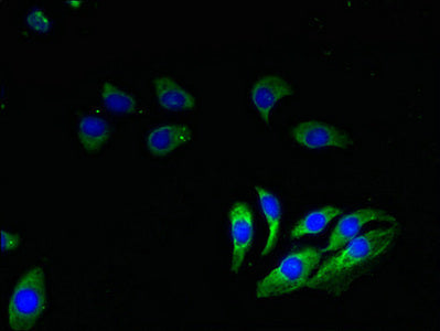 COX6B1 Antibody