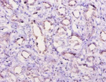 C5 Antibody