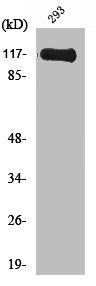 MPRIP Antibody