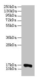 COX5A Antibody