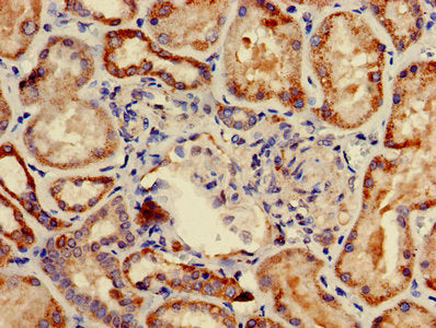 COA1 Antibody