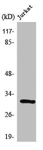 SURF1 Antibody