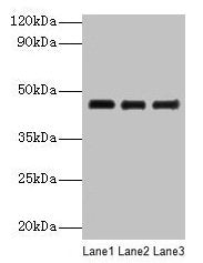 SERPINB14 Antibody